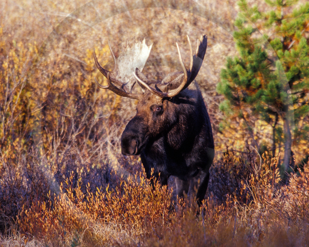 Moose 12 -  ML-AR-MO_012_KED_T_064_007_2003