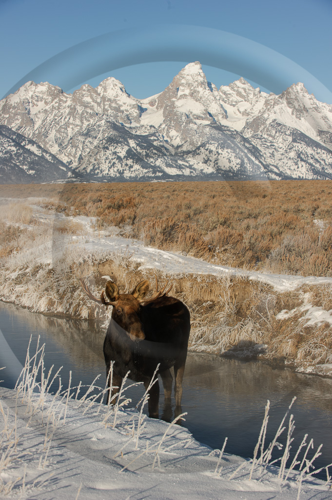 Moose 16_W307647