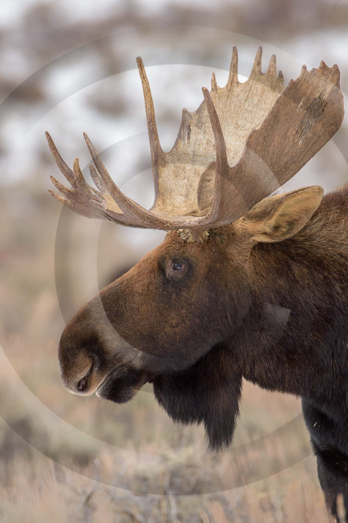 Moose 19 - ML-AR-MO_019_K416709