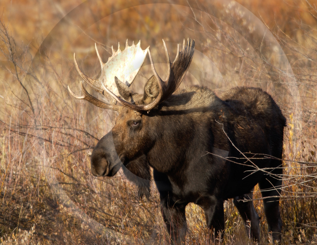 Moose 1 -  ML-AR-MO_001_DSC_0543