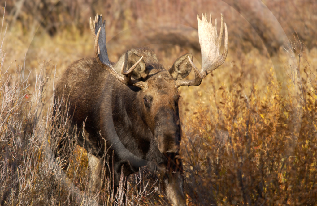 Moose 2-  ML-AR-MO_002_DSC_0567