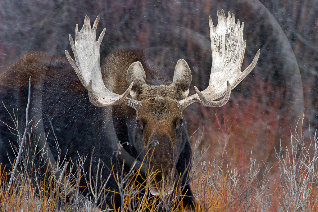 Moose 4 -  ML-AR-MO_004_KED4239