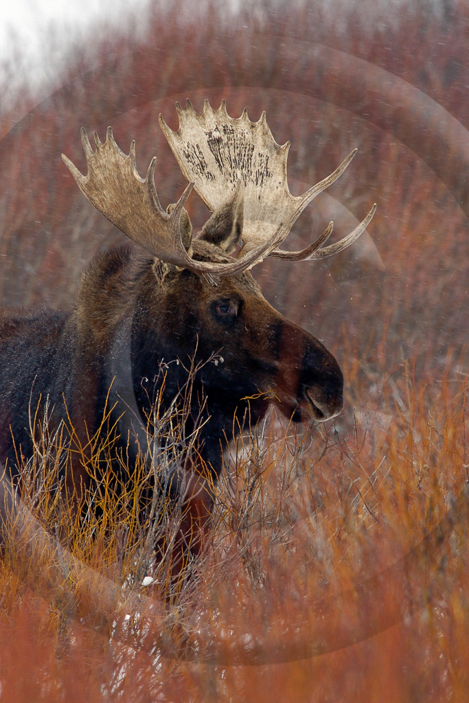 Moose 5 -  ML-AR-MO_005_KED4248