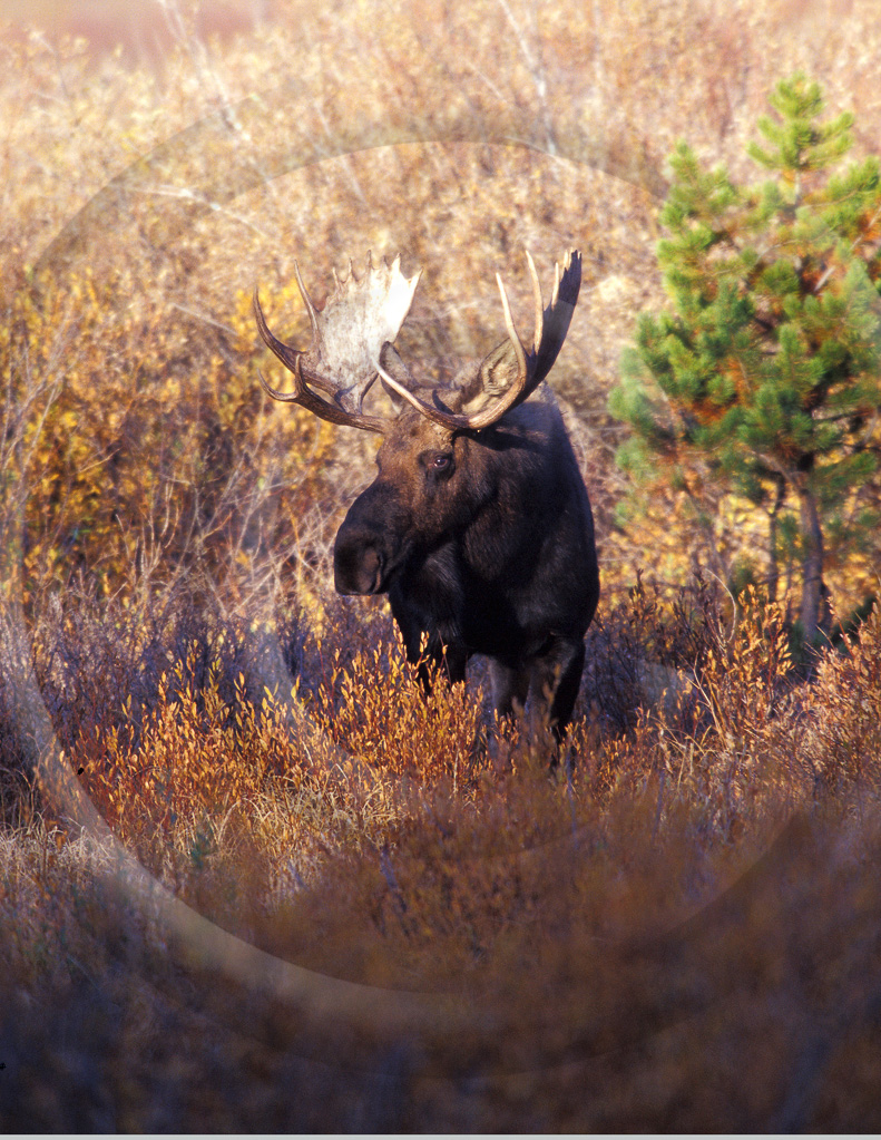 Moose 9 -  ML-AR-MO_009_T_064_008_2003