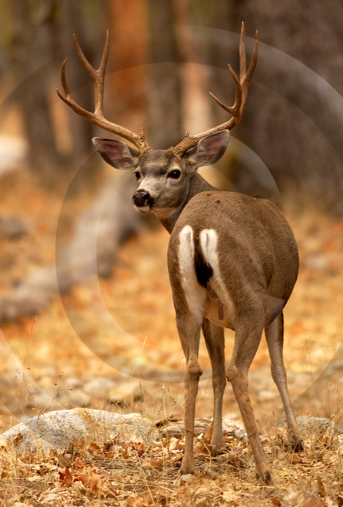 Mule Deer 1-  ML-AR-MD_001_DT_00017_0480