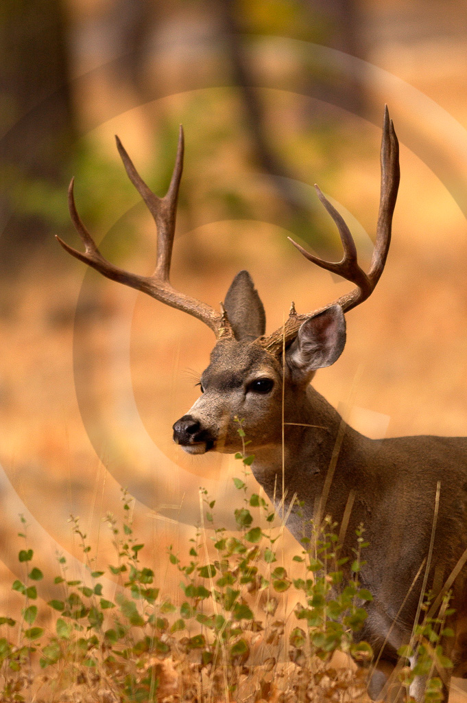 Mule Deer 2 -  ML-AR-MD_002_DT_00017_0500