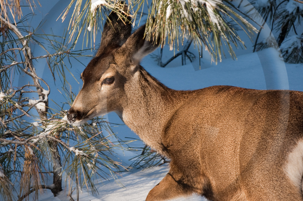 Mule Deer 3 -  ML-AR-MD_003_WX09454