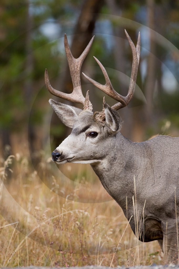 Mule Deer 4-  ML-AR-MD_004_K302763