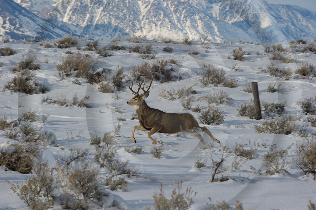 Mule Deer 6 -  ML-AR-MD_006_W302072