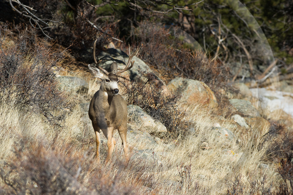 Mule Deer 7 -  ML-AR-MD_007_W305381