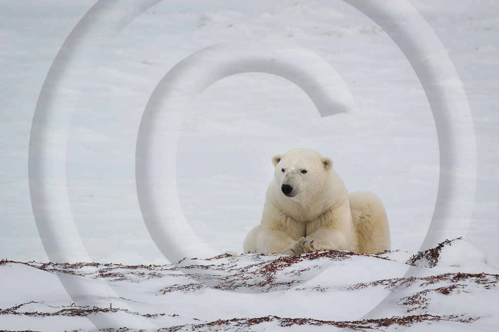 Polar Bear 11 - ML-BE-PB_011_W303067