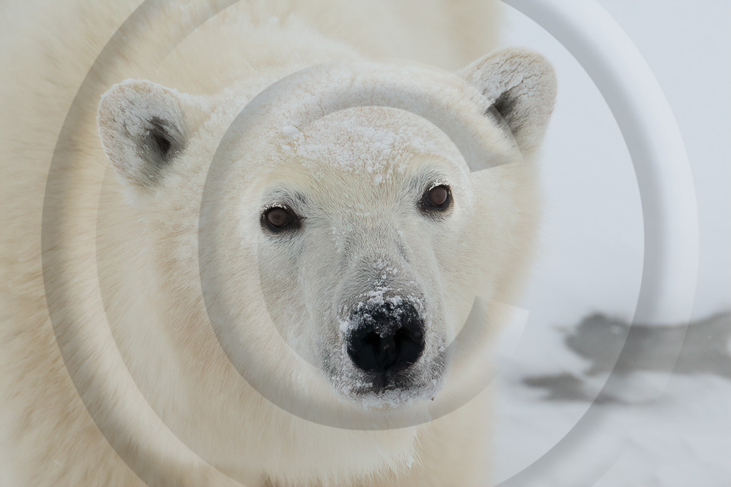 Polar Bear 14 - ML-BE-PB_014_K411570