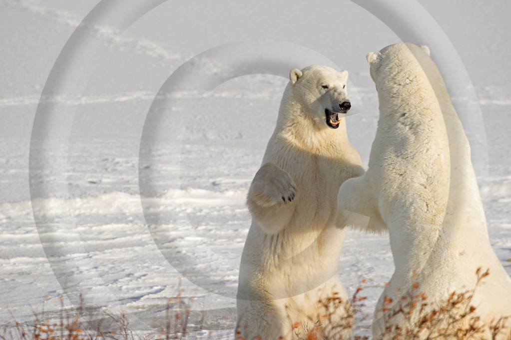 Polar Bear 7 -  ML-BE-PB_007_WMD_W304043