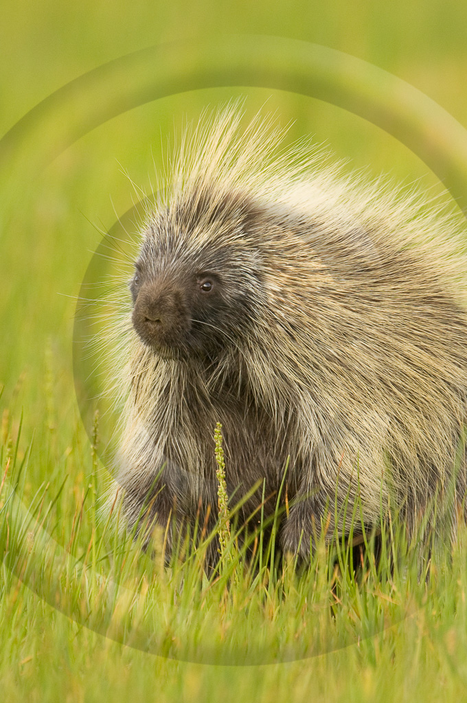 Porcupine 1 -  ML-AM-PE_001_KX04838