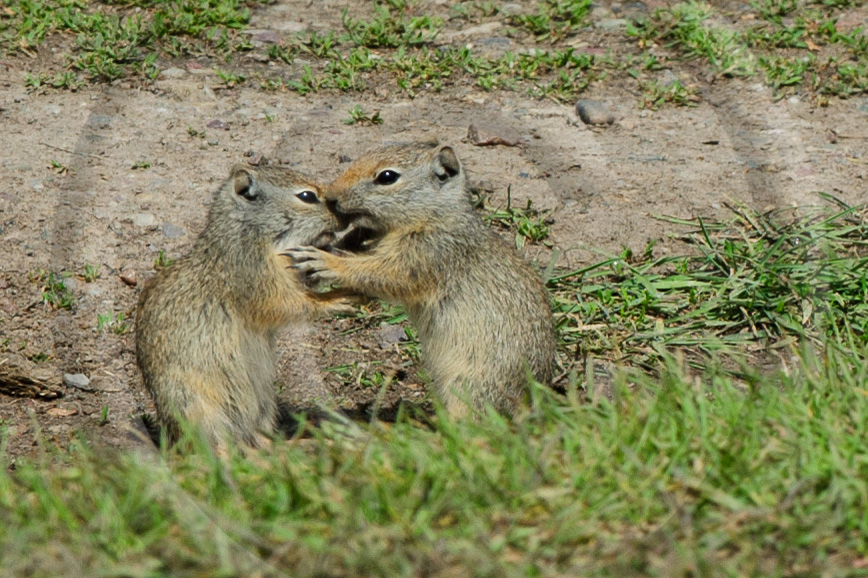 Prairie Dog 1 - ML-PD-BT_001_W305797