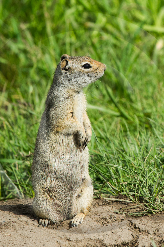 Prairie Dog 2 - ML-PD-BT_002_W305821