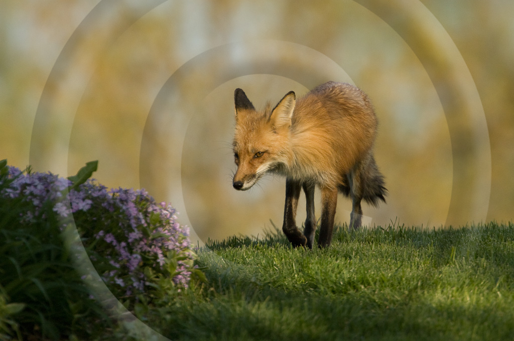 Red Fox 1 -  ML-FS-RF_001_KX12797