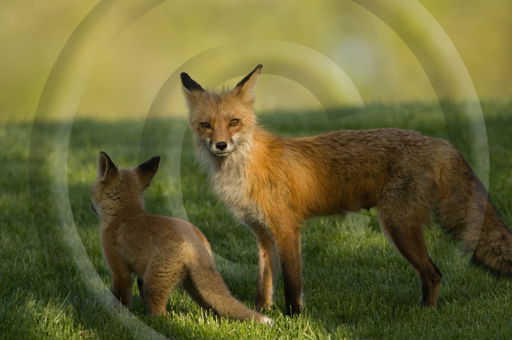 Red Fox 2 -  ML-FS-RF_002_KX12837