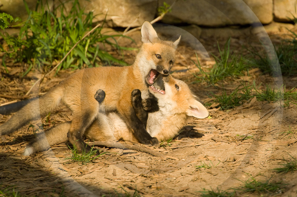 Red Fox 3 -  ML-FS-RF_003_KX12903