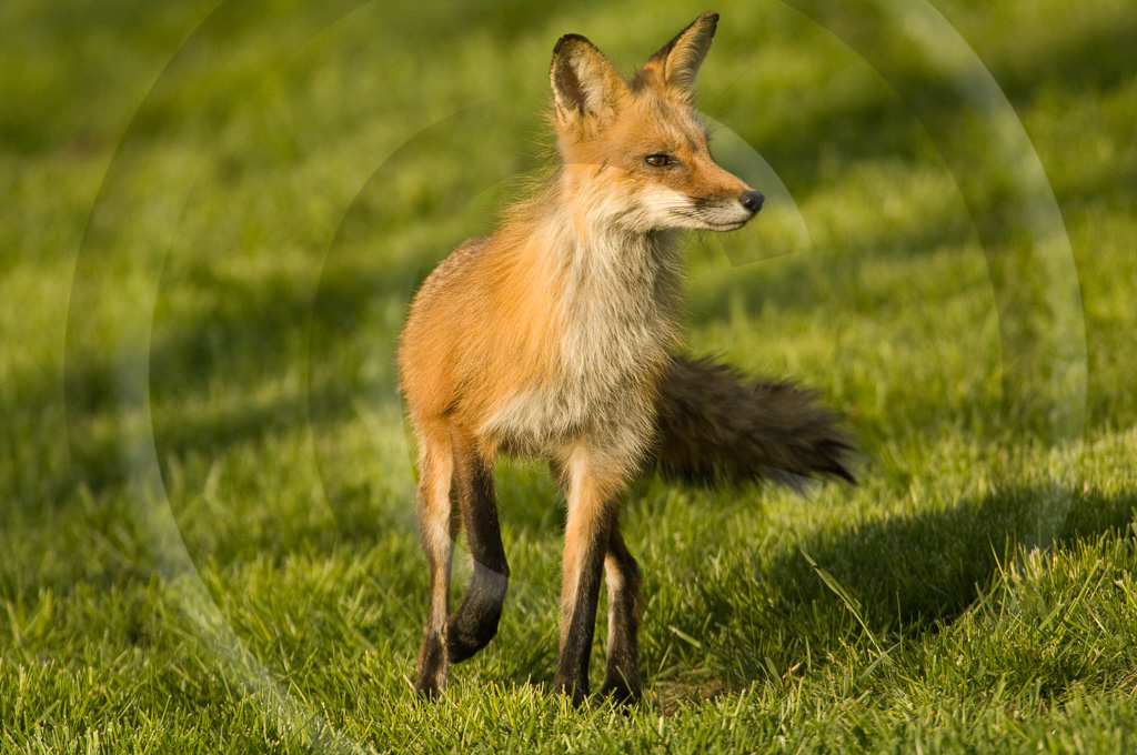 Red Fox 4 -  ML-FS-RF_004_KX13084