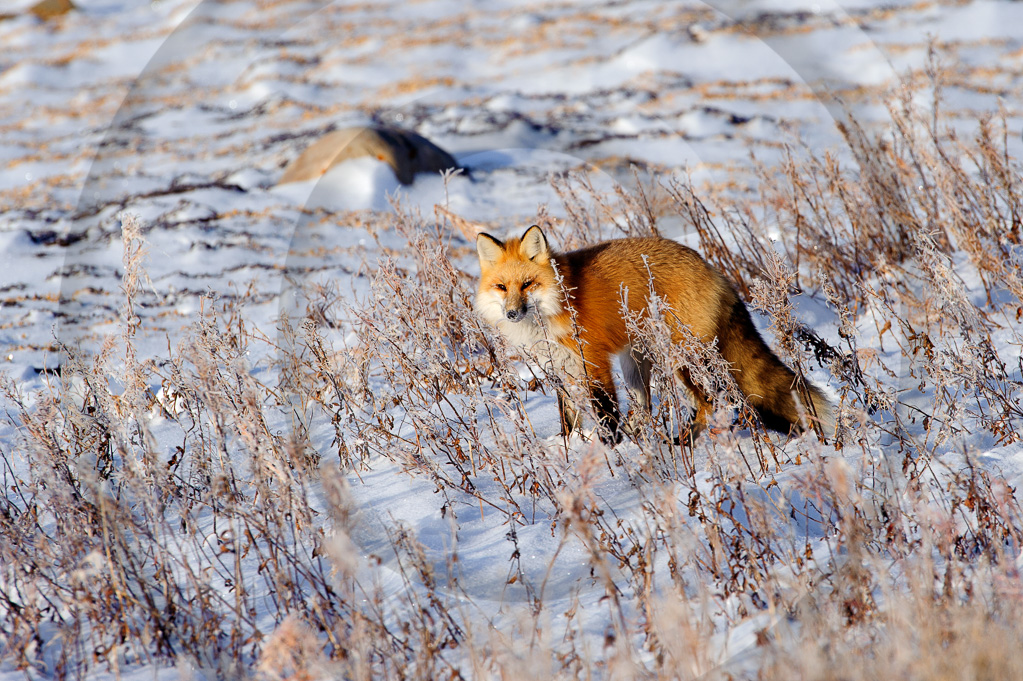 Red Fox 7 -  ML-FS-RF_007_KED_K343857