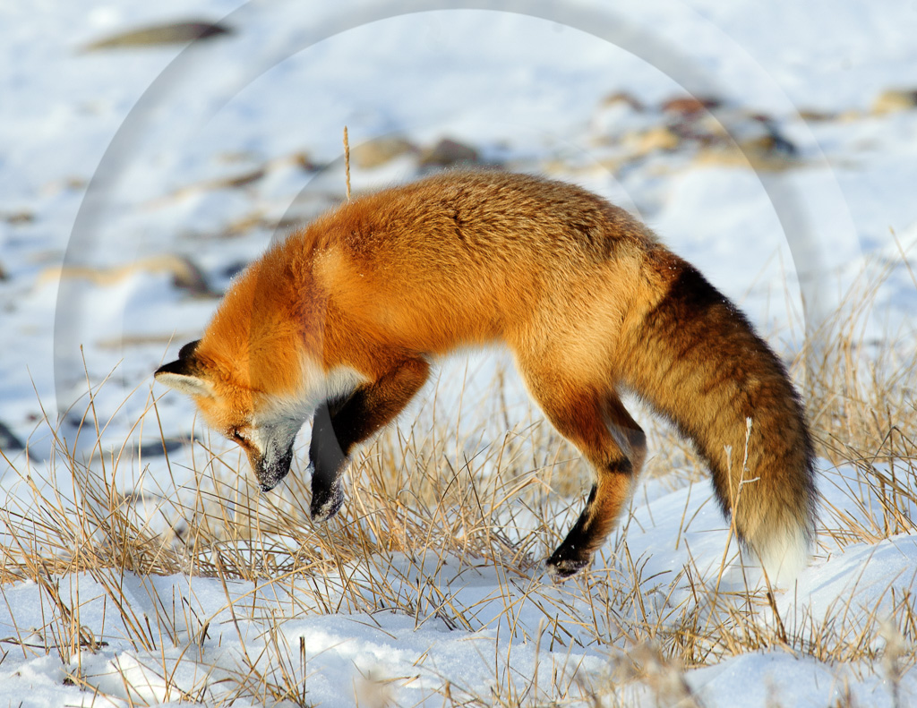 Red Fox 8 -  ML-FS-RF_008_KED_K343947