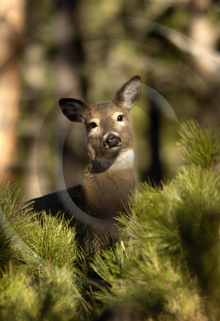 White Tail Deer 1 - ML-AR-WT_001_KD12151