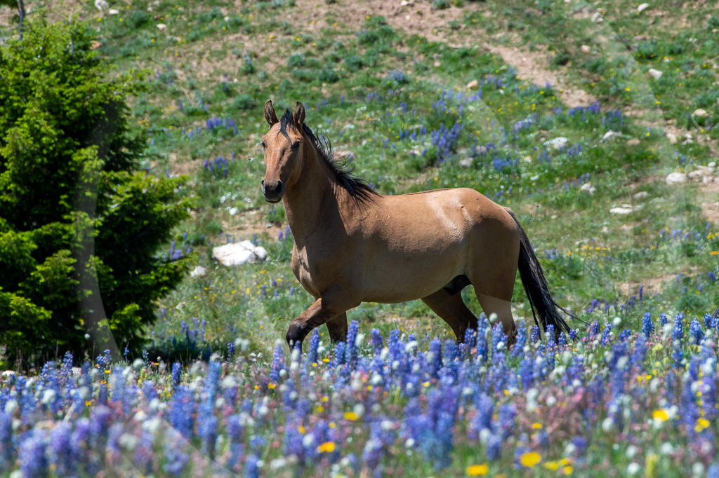 Wild Horse 12 - ML-ZZ-WH_012_K418784