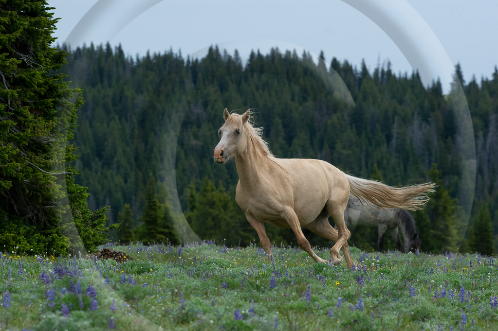 Wild Horse 2 - ML-ZZ-WH_002_W303446