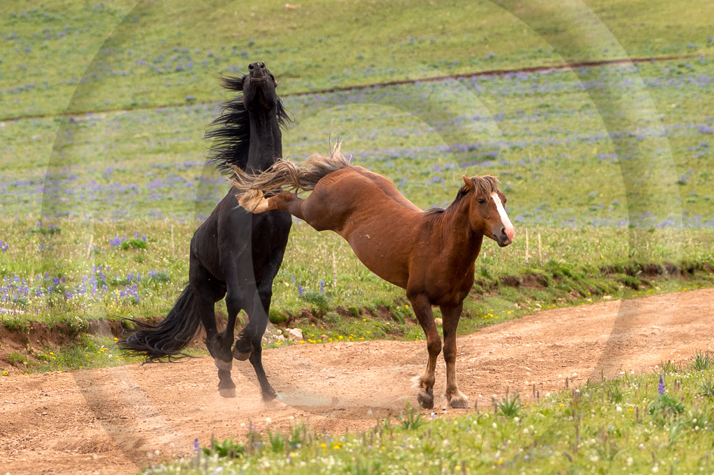 Wild Horse 4 - ML-ZZ-WH_004_K414432