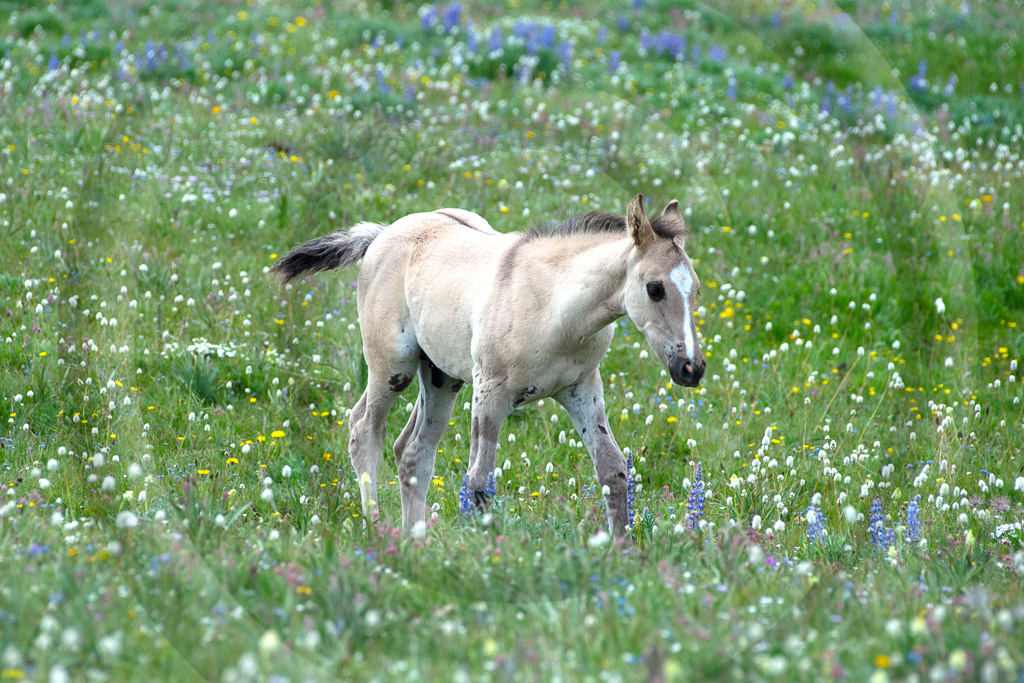 Wild Horse 6 - ML-ZZ-WH_006_K415017