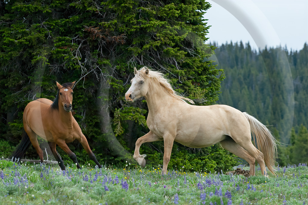 Wild Horse 9 - ML-ZZ-WH_009_W304349