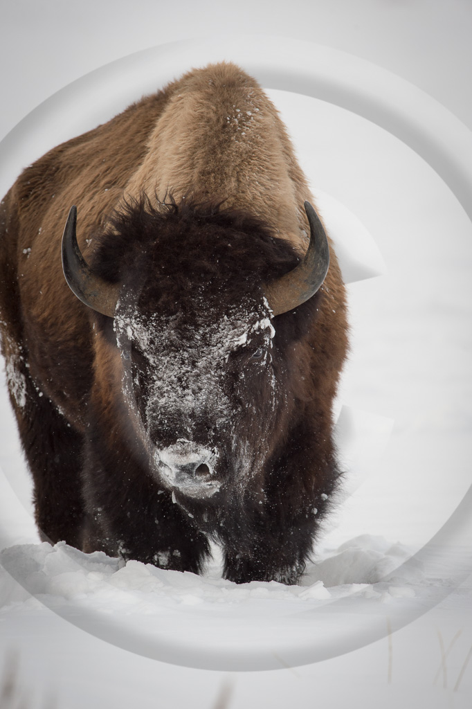 Bison 20 - ML-HD-BN_020_K410748