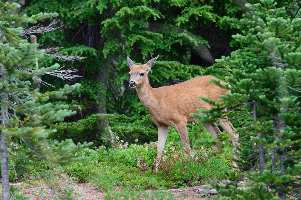 Black Tailed Deer 1 - ML-AR-BT_001_K323369