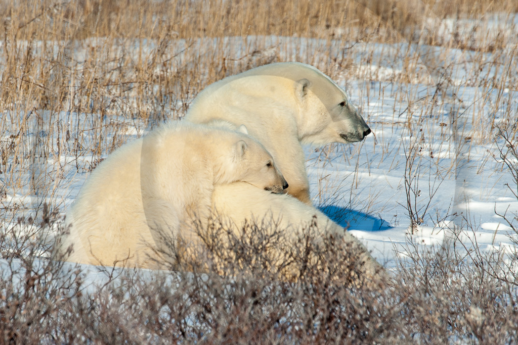 Polar Bear 10 - ML-BE-PB_010_K344442