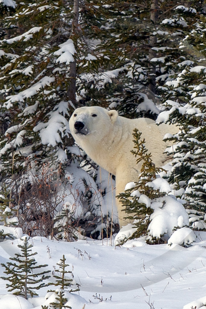 Polar Bear 12 - ML-BE-PB_012_W309572