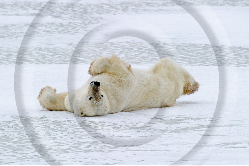 Polar Bear 13 - ML-BE-PB_013_W309891