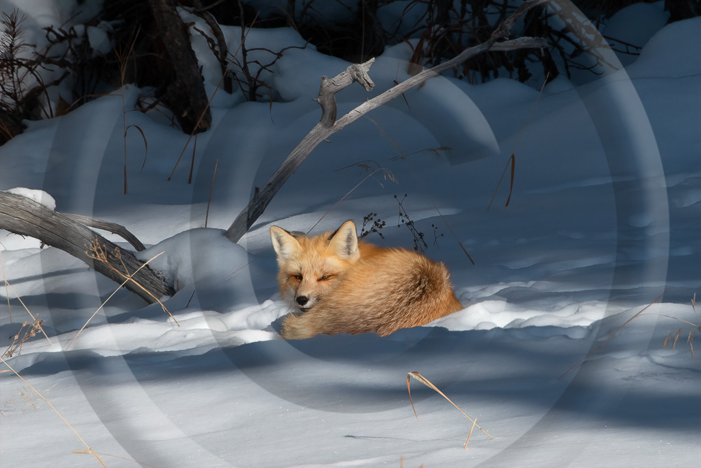 Red Fox 10 - ML-FS-RF_010_K416562