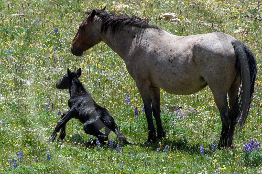 Wild Horse 10 - ML-ZZ-WH_010_K417751