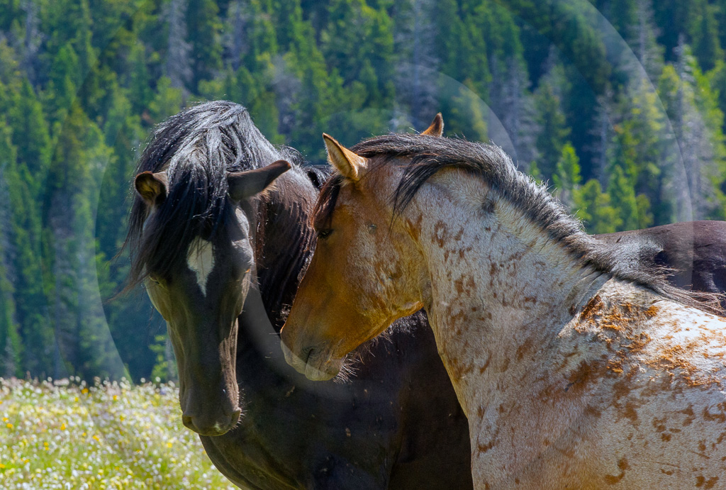 Wild Horse 13 - ML-ZZ-WH_013_W304902