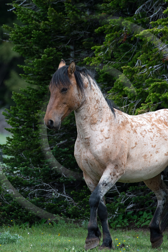 Wild Horse 5 - ML-ZZ-WH_005_K414644