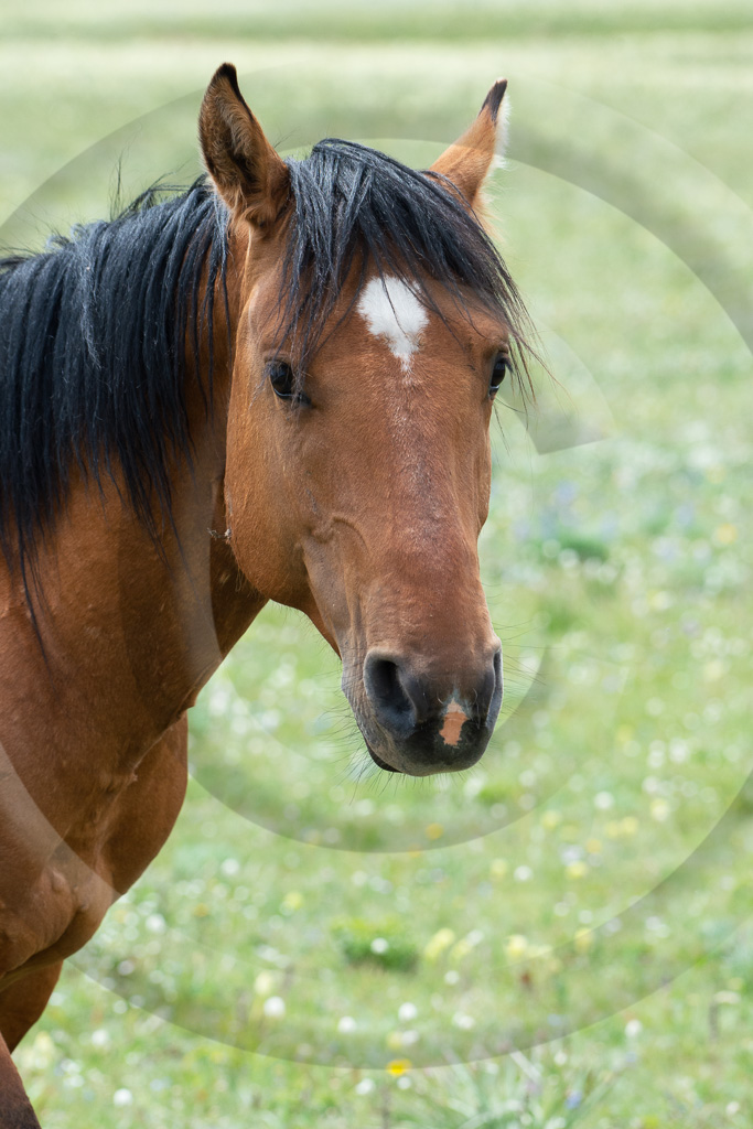 Wild Horse 7 - ML-ZZ-WH_007_K415228