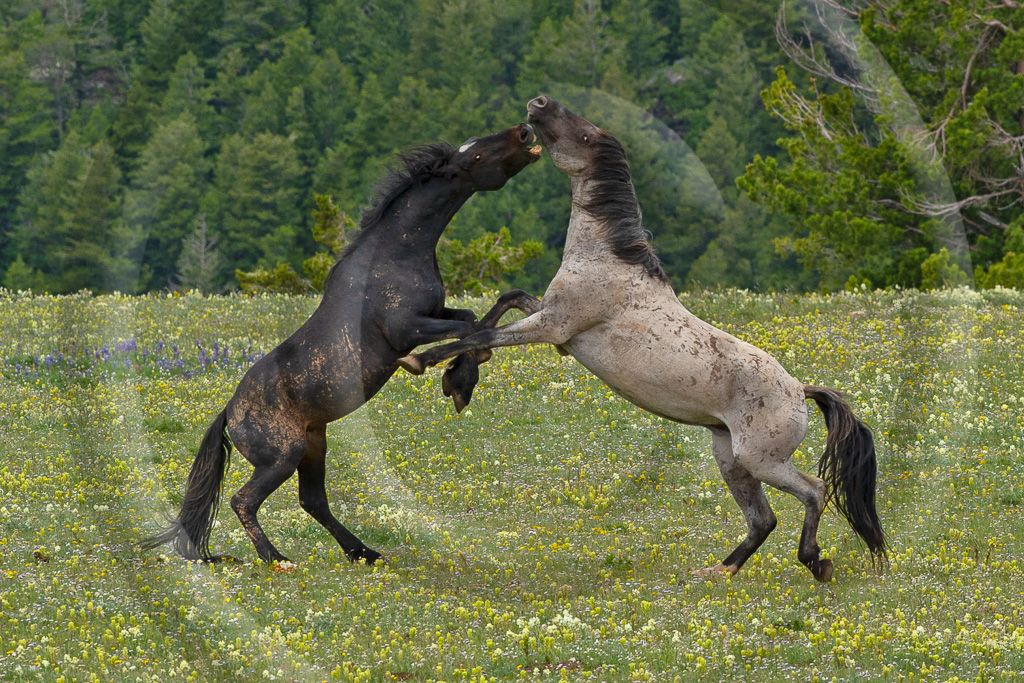 Wild Horse 8 - ML-ZZ-WH_008_W304256